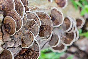 Mushroom (Trametes versicolor)