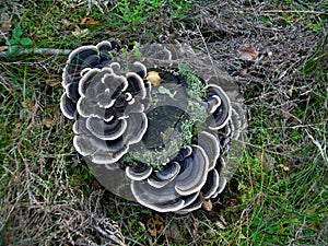 Mushroom trametes versicolor photo