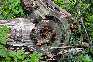 Mushroom (Trametes versicolor) on a rotting fallen tree