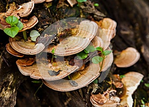 Mushroom (Trametes versicolor) on a rotting fallen tree for Cure