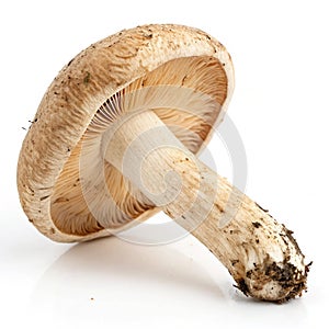 Mushroom on transparent background