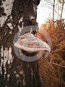 A mushroom on a tree