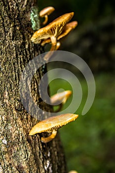 Mushroom in the tree