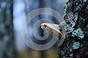 Mushroom on the tree. Birch on a blurred background