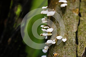 Mushroom on the tree