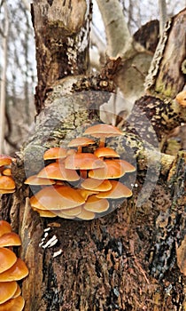 Mushroom tree nature landscape photographie