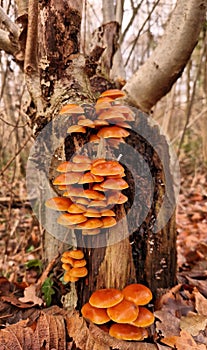 Mushroom tree nature landscape photographie