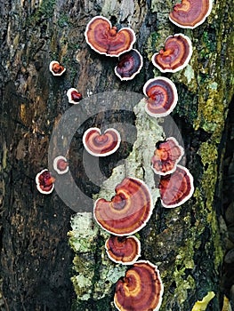 Mushroom on a tree in rain forest