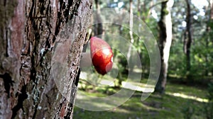 Mushroom on the tree