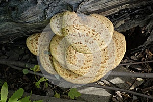 Mushroom on a tree