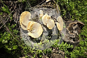 Mushroom on a tree