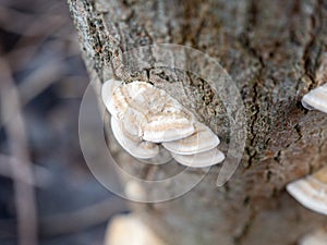 Mushroom on a tree trunk close-up