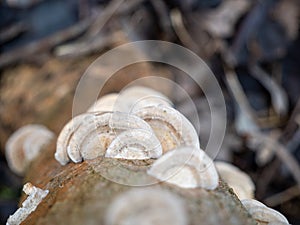 Mushroom on a tree trunk close-up