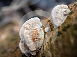 Mushroom on a tree trunk close-up