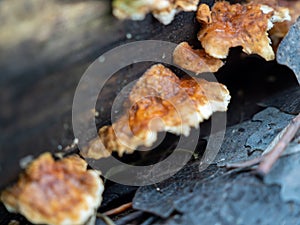 Mushroom on a tree trunk close-up