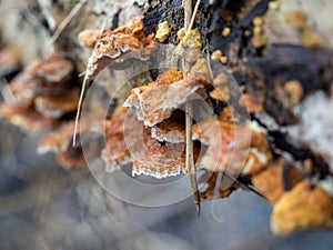 Mushroom on a tree trunk close-up