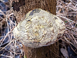 Mushroom on a tree trunk close-up