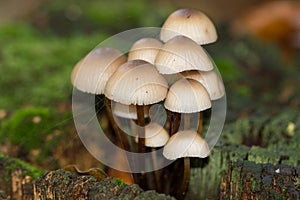 Mushroom on tree trunk. Group of Mycena Mushrooms in the forest.