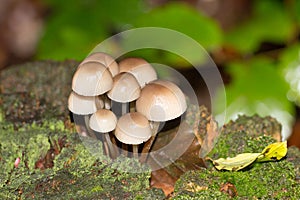 Mushroom on tree trunk. Group of Mycena Mushrooms in the forest.