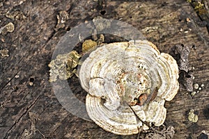 Mushroom on a tree trunk