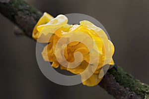 Mushroom Tremella mesenterica or yellow brain, golden jelly fungus,, witches' butter growing on a tree branch