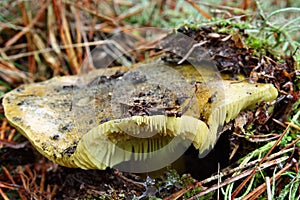 Mushroom tricholoma equestre photo