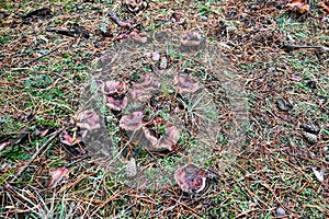 Mushroom Tricholoma imbricatum close-up. photo