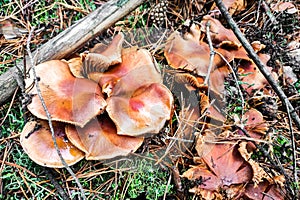 Mushroom Tricholoma imbricatum close-up. photo