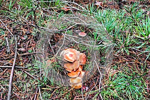 Mushroom Tricholoma imbricatum close-up. photo