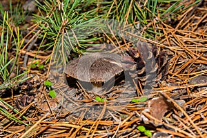 Mushroom Tricholoma triste and pine cone under a branch in a pine forest. Mushroom close-up. Soft selective focus. photo