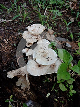 Mushroom tropical Indonesian jungle