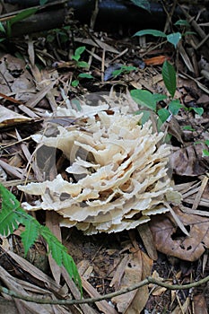 Mushroom in tropical jungle