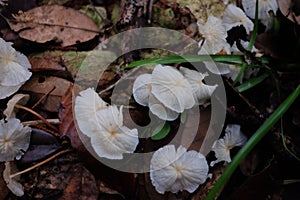 Mushroom  in Tropical Secondary Forest