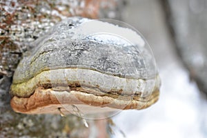 Mushroom with a twig on the bottom of the tree birch snow ice