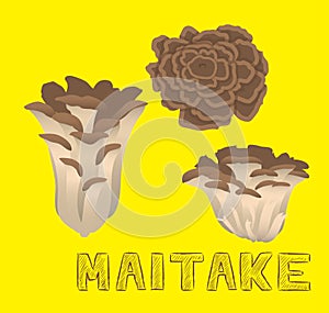 Mushroom Type Maitake Vector Illustration