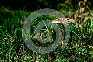 mushroom umbel Macrolepiota procera on a green sunny lawn. View from above. copy space