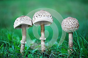 Umbrella mushroom standing in the grass.
