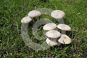 Mushroom umbrella standing in green grass