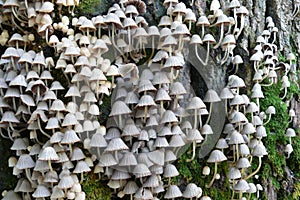 Mushroom umbrellas