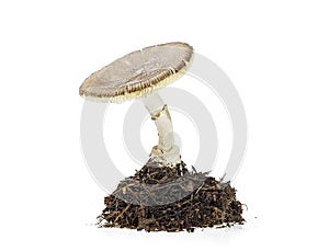 Mushroom with undergrowth isolated on white background. Amanita regalis