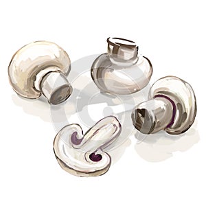 Mushroom vector illustration hand drawn painted