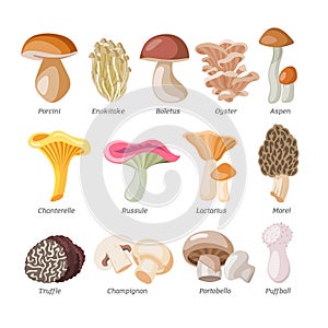 Mushroom vector natural fungus and mushrooming organic food illustration set of edible champignon isolated on white photo
