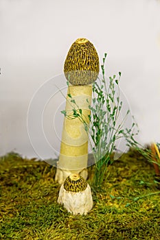 Mushroom Veselka ordinary, or immodest Phallus, or Smelly Morel, or gouty Morel Latin Phallus impudicus in the moss on the backg