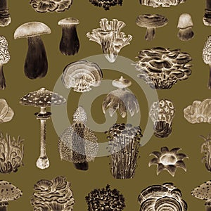 Mushroom vintage style seamless pattern. Graphics hand drawn illustration. Various mushroom collection. Porcini, fly