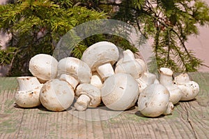 Mushroom on vintage table