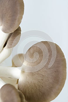 Mushroom on a white backdrop