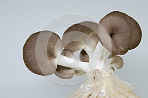 Mushroom on a white backdrop
