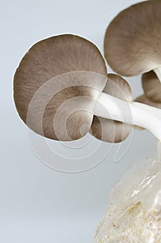 Mushroom on a white backdrop