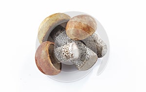 Mushroom on a white background