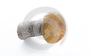 Mushroom on a white background